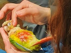 -吉丁鸟咖·异宠·寄养