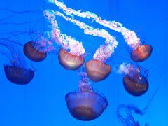 -上海海洋水族馆