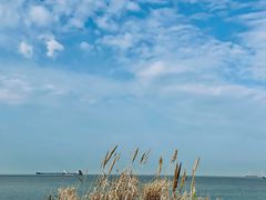 -上海滨江森林公园