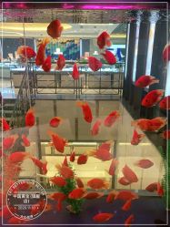 -中国黄金(北京旗舰店)