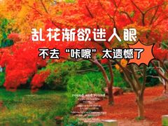 -秋霞圃