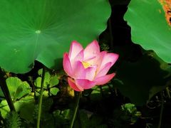-荔湾湖公园