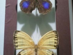 2012-03-18&nbsp;12.18.02-上海昆虫博物馆