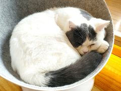-废柴休闲屋·撸狗咖撸猫咖
