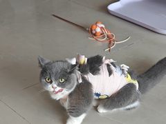 -珠海悠米米努特矮脚猫舍