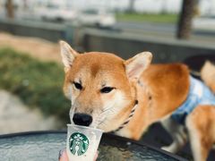 -星巴克(珠海仁恒滨海中心店)
