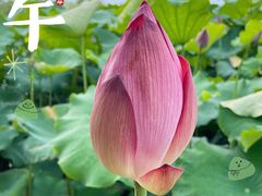 -池杉湖湿地公园