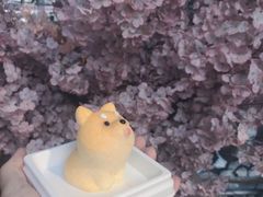 -柴犬高等学院·狗咖·柴犬售卖·宠物训练