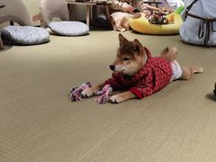-逗柴咖啡屋·狗咖猫咖宠物桌游