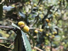 -西山樟坞健康果园枇杷杨梅采摘