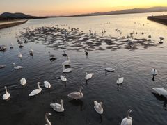 -烟墩角天鹅湖