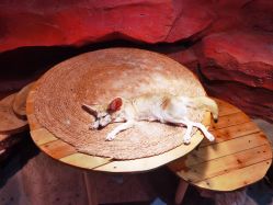 -Zoolung Zoolung动物主题公园(海信广场店)