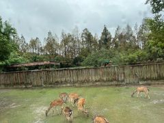 -上海野生动物园