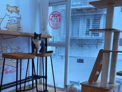 -是阿柴呀！柴犬咖啡·爱喵喵猫咖