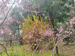 -武汉大学-樱园