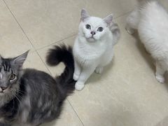 -lincat·猫舍(广州店)