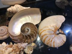-青岛贝壳博物馆