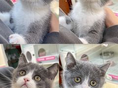 -lincat·猫舍(广州店)