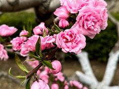 -海棠花溪(元大都城垣遗址公园)