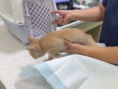 -天宠宠物医院24小时·急重症诊疗中心·全科·腔镜特色(和平分院)