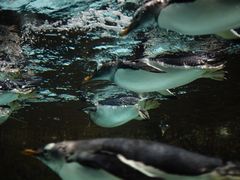 -成都浩海立方海洋公园