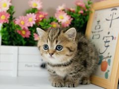 -小猫来了·猫舍(红山六九七九店)