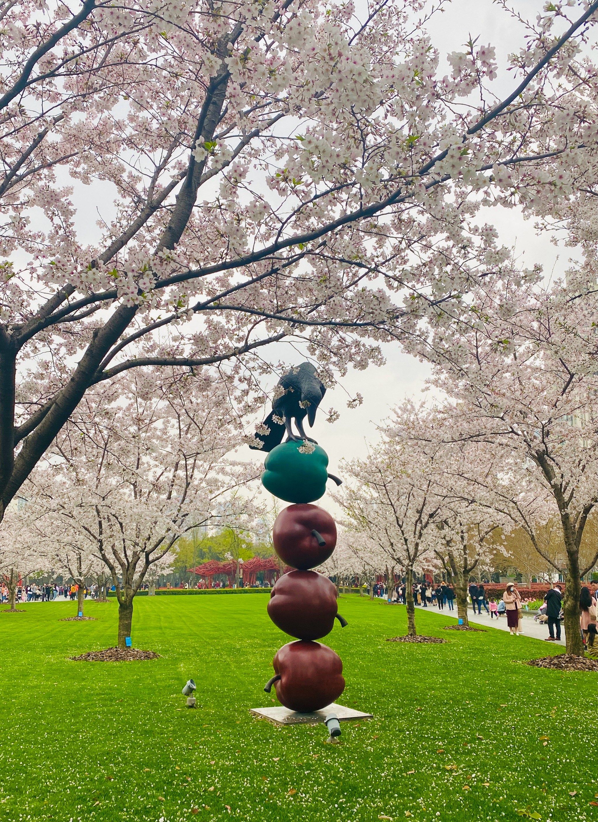 尽管天公不作美,但樱花开得很美,静安雕塑公园⛲️的樱花林盛开