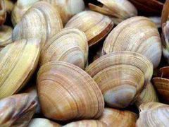 海蛎子-老城铜锅涮肉(丽浩福仕汇店)