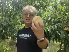 -老袁家蜜桃农场·阳山水蜜桃