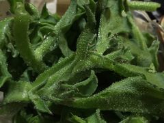 -一叶一世界•素食餐厅(环球中心店)