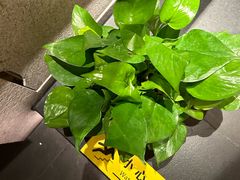 -新紫霞养生·影院足道·SPA(金山区店)