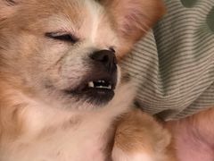 -红荔村肠粉(岗厦店)