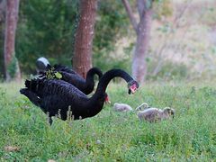 -福建鲤鱼洲酒店