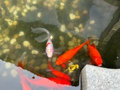 -护国法轮寺
