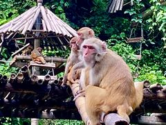 -西双版纳原始森林公园