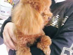 -喵百万·布偶·蓝金金渐层英短·猫舍(百子湾店)