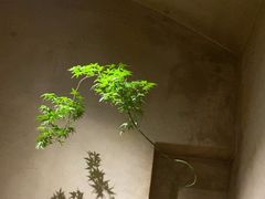 -陶享时光西餐·下午茶(信河街店)