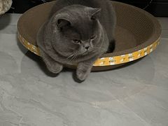 -pd派德宠物中心医院24H急重症·眼科中心·血液透析中心(嵩山北路店)