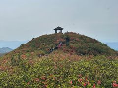 -大围山国家森林公园