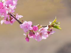 -上海辰山植物园
