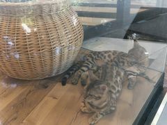 -袖虎·猫馆(体育西路店)