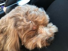 -百好乐宠物友好餐厅(朝外大街店)