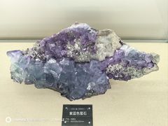-中国地质博物馆