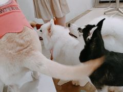 -共舞时光猫咖·狗咖(新街口店)