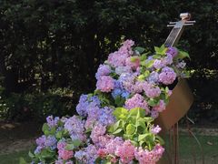 -上海共青森林公园