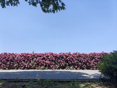 -上海滨江森林公园
