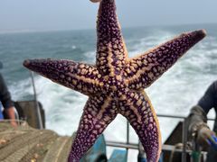 -日照世帆赛基地