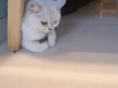 -平行世界·猫咖(首经贸店)