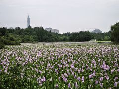 -白鹭湾湿地公园