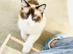 -李小姐の猫咖啡馆(五角场店)